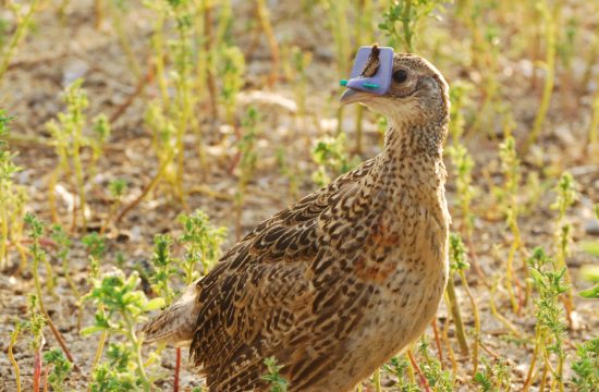 Downar Bird Farm - Goshen County Photographer