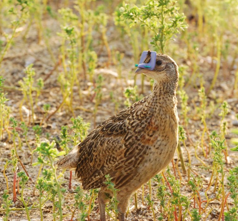 Downar Bird Farm - Goshen County Photographer