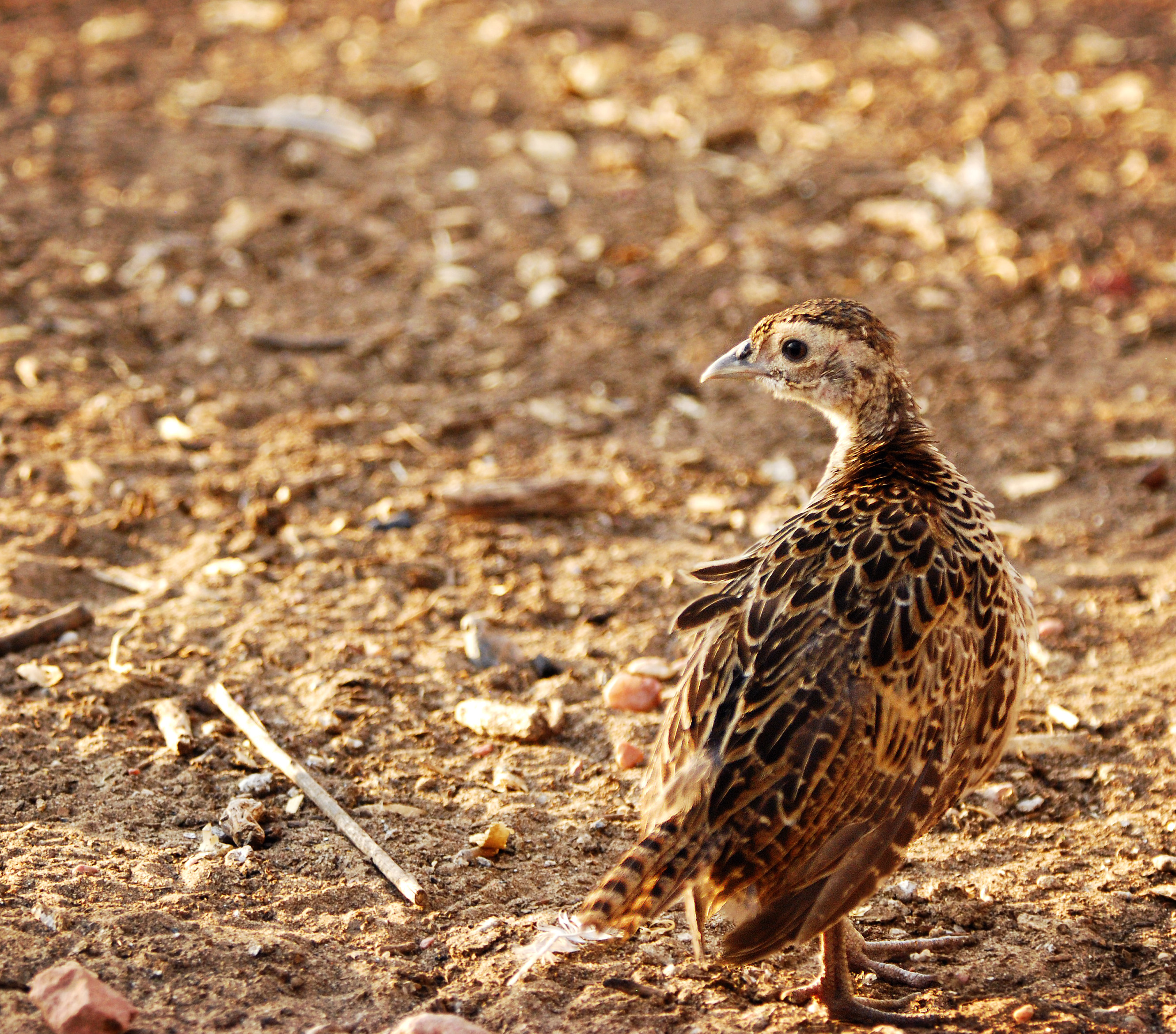 Goshen County Wyoming Photographer