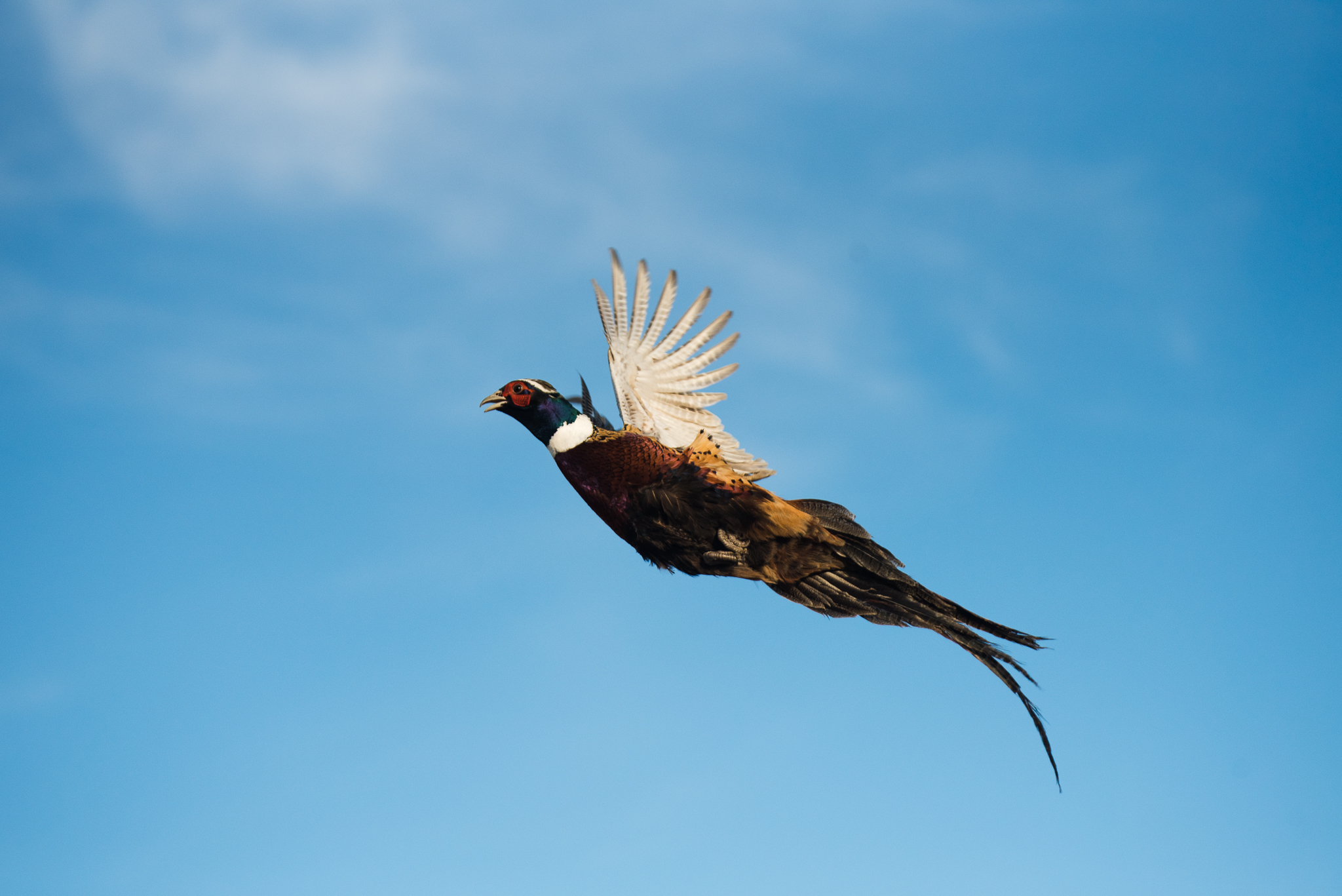 Wyoming Wildlife Photographer