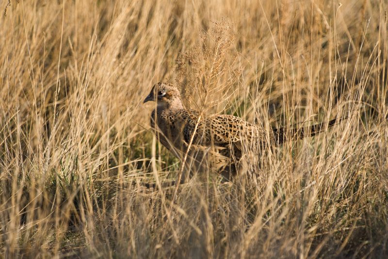 Ring-Neck Pheasant Photography