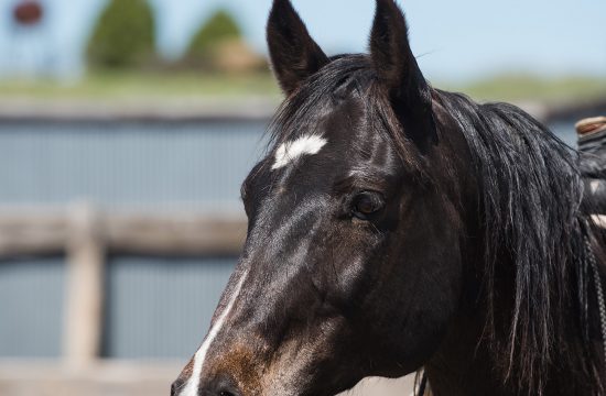 Wyoming Horse Photographer