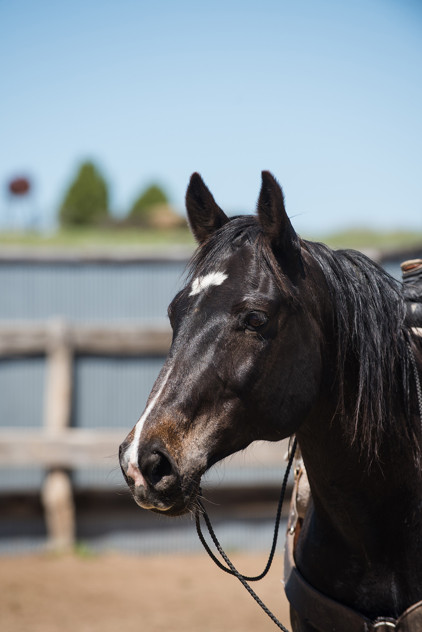 Wyoming Horse Photographer