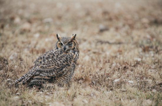 Wyoming Wildlife Photographer and Blogger