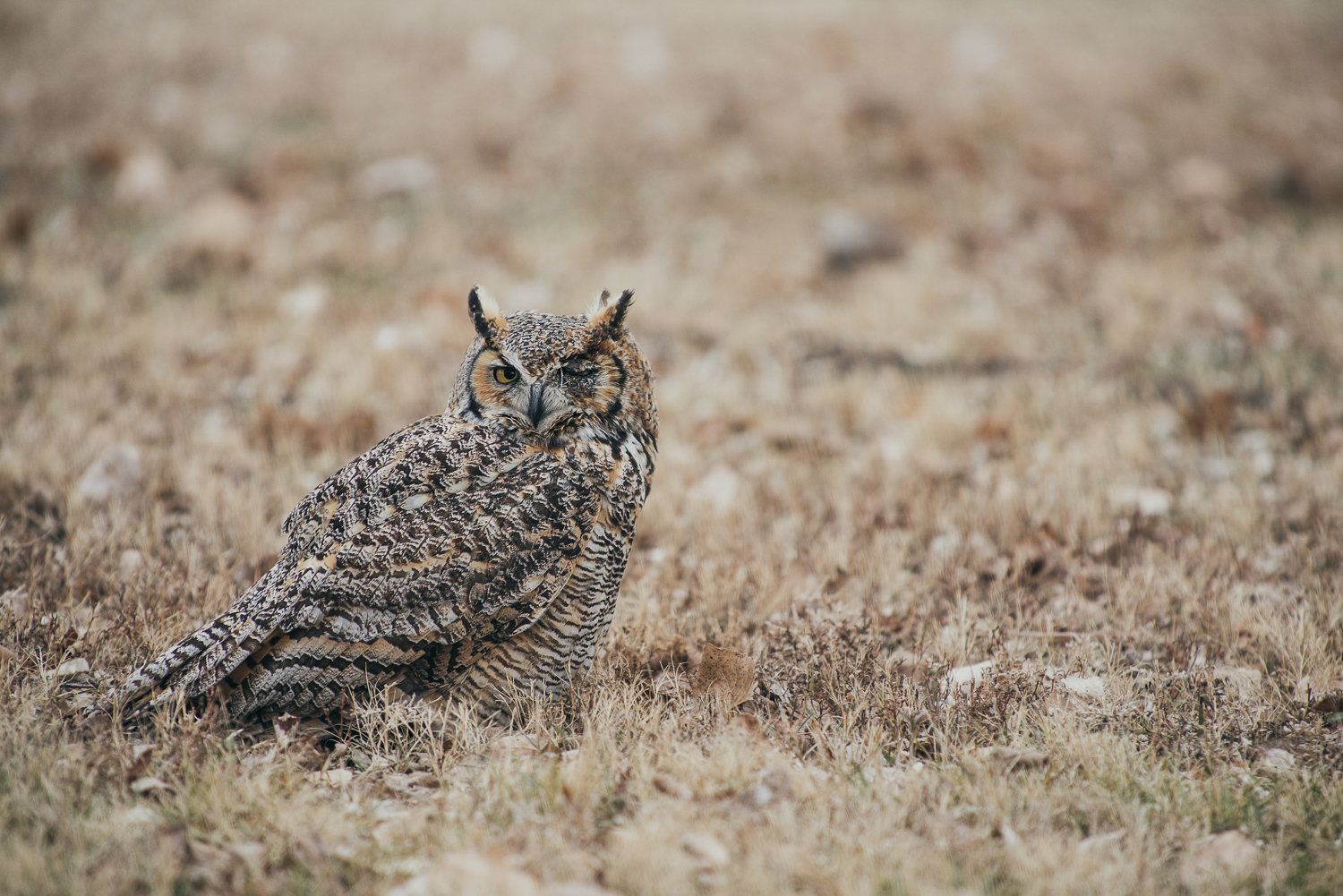 Wyoming Wildlife Photographer and Blogger