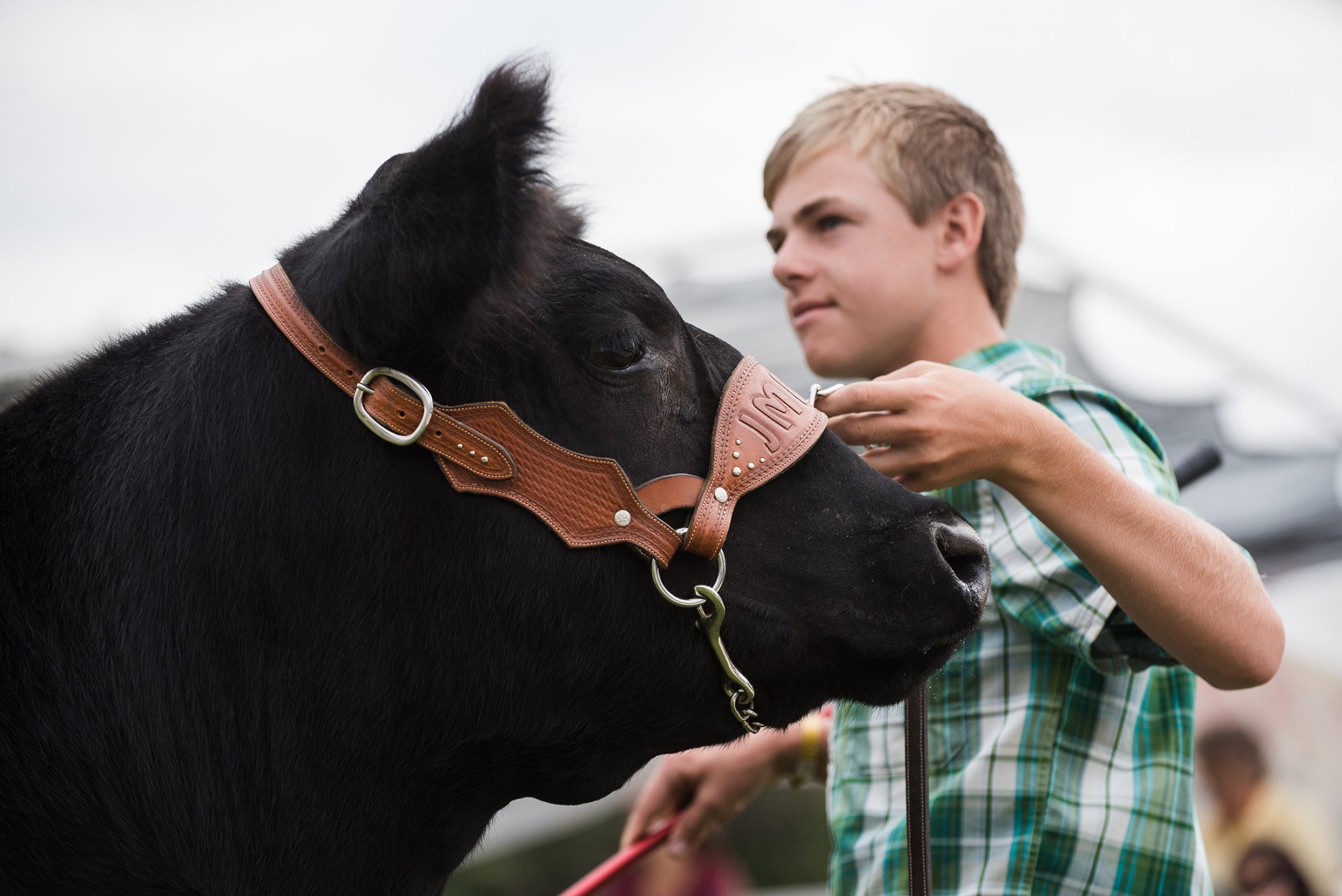 Wyoming State Fair Beef Livestock Show Photographer