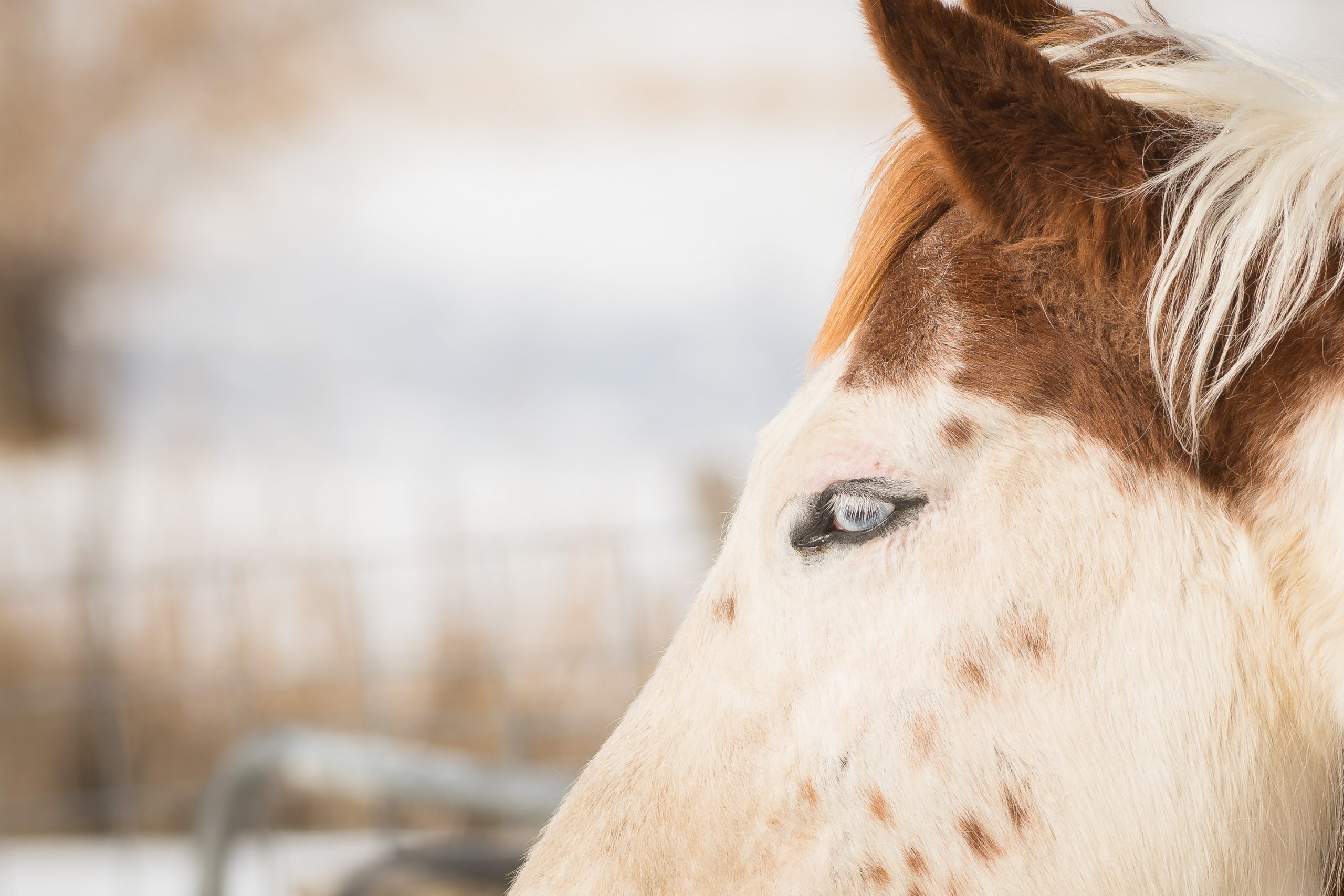 Wyoming agriculture photographer and lifestyle blogger