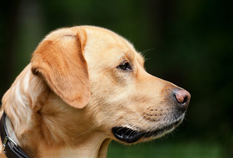 Prep the pets for senior photo sessions